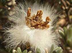 Image result for Eriocephalus luederitzianus