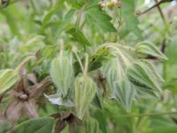 Image result for Trichodesma zeylanicum