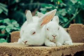 Image result for tbn:nuNU7FPK4A54yM::rvforsaleguide.com/images/bunny-resting-picture.jpg