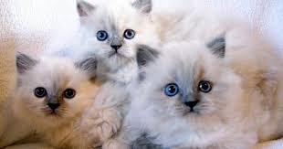 Birman Ragdoll Mix Kittens For Sale Persian Ragdoll Cross Dog Photos Ragdoll Animals