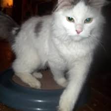 To facilitate social distancing, the kentucky humane society is now offering adoptions by appointment at our east campus at 1000 lyndon lane. Warm Fuzzies Animal Rescue Animal Shelters Duluth Mn Phone Number Yelp