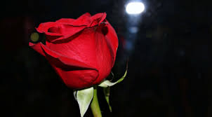 Red rose best wallpaper in plant hd free download. Free Download Red Roses Best Images You Have Ever Seen Morewallpaperscom 3840x2120 For Your Desktop Mobile Tablet Explore 69 Red Roses Black Background Red Rose Wallpaper For Facebook Black