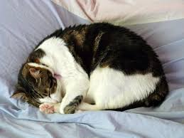 If your cat is eating less but seems to be bulking up, take a trip to the vet, says rocha. Symptoms Of Cancer In Cats Canna Pet