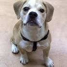 List of Bulldog Mix Breed Dogs - Dog Breed Info