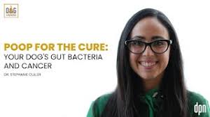 Poop for the Cure: Your Dog's Gut Bacteria and Cancer