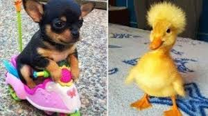 Best of betrunkene besoffen leute. Lustige Tiere Videos Zum Totlachen Haustier 2020 216 Youtube