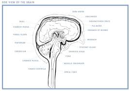 Children with brain tumours are frequently unwell for prolonged period before the diagnosis is made. Brain Tumor Faqs Learn More Or Donate Today Abta