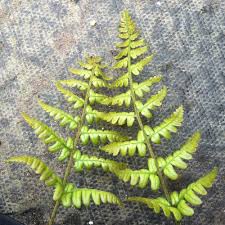 Image result for Dryopteris ruwenzoriensis