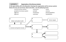 We'll also include a numbered chart explaining all about the inner workings of the human central nervous system by way of the four detailed illustrations shown in the chart. Solved Activity 1 Organization Of The Nervous System In Chegg Com