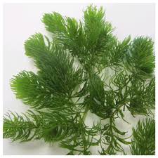 Image result for Ceratophyllum