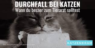 Nicht immer ist das blut im stuhl sichtbar. Durchfall Bei Katzen Das Ist Zu Tun Schritt Fur Schritt
