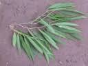 Image result for Boscia salicifolia