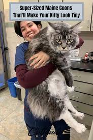 We actively show in cfa and tica and. Pin On Funny Cats