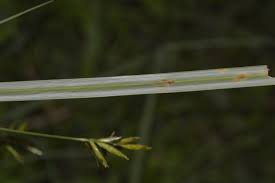 Image result for Cyperus tenuiculmis