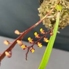 Image result for Bulbophyllum falcatum