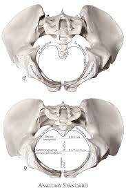 The method of choice in pelvic floor assessment discussion break pelvic floor function. The Male And Female Pelvic Outlet Body Anatomy Pelvis Anatomy Skeleton Anatomy