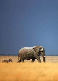 Generally speaking, a darker, fuller mane indicates a healthier animal with prominent testosterone production. 102 Swahili Animal Names Safari Guide For Travelers Storyteller Travel