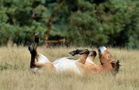 Britain is a nation of animal lovers. 8 Facts About The Animals Of Chernobyl Mental Floss