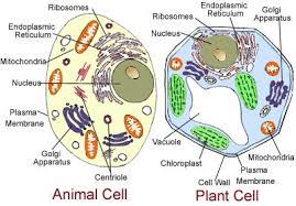 Plant cell parts and its functions. Plant And Animal Cell The First Group Draws A Plantcell Marks Names Download Scientific Diagram