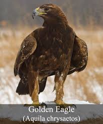 Birds Of Prey Pictures And Names Bird Control Eagle Golden Eagle Pet Birds