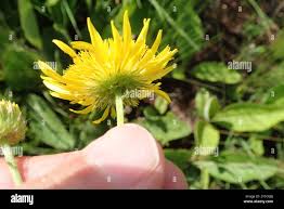 Image result for Berkheya setifera