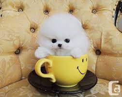 Tiny White Micro Teacup Pomeranian Puppies Pomeranian Puppy Teacup Cute Baby Dogs Pomeranian Puppy