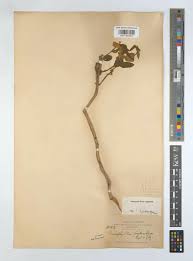 Image result for Anisophyllea quangensis