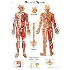 All anatomy charts are available in 19.7 x 26.6 in (50 x 67 cm) unless. Anatomical Chart Nervous System Chart Paper Walmart Com Human Nervous System Nervous System Nervous System Anatomy
