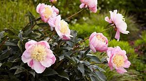 Submitted 7 months ago * by smokey12344566789. Growing Peonies Garden Gate