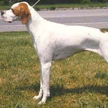 Teacup puppies for sale in miami fl, sarasota, tampa, fort myers, st petersburg, orlando florida. Puppyfind English Pointer Puppies For Sale