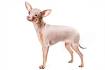 Russian Toy Dog Breed Information - American Kennel Club