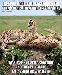 15 Down Right Funny Cheetah Memes Funny Wild Animals Funny Animals Funny Animal Pictures