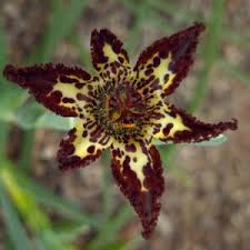 Image result for Gladiolus ecklonii