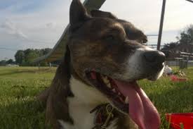 Often misjudged as being aggressive, this crossbreed makes a friendly and devoted companion in the hands of an experienced owner. German Shepherd Pitbull Mix Shepherd Pit German Pit Information