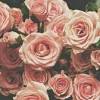A collection of these vintage botanical rose prints would look fabulous on a gallery wall. Https Encrypted Tbn0 Gstatic Com Images Q Tbn And9gcsmj3ieyz9orj Akc 8x3vnrez A6bpcktzenhmbci Usqp Cau