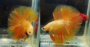 Fwbettashm1511734774 Yellow Mask Dragon Hm Male Phusit Betta Halfmoon Betta Fish