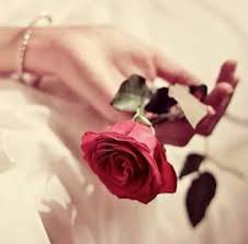 Breath Beautiful Rose Flowers Beautiful Roses Flower Fashion
