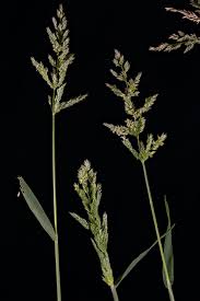 Image result for Polypogon