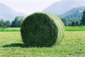 Des balles de foin ou de paille vont progressivement se dégrader et . être consommées par les vers; Comment Calculer La Quantite De Foin Pour Nourrir Votre Cheval