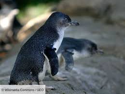 Pin On Animaux