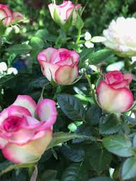 Rose Die Konigin Im Garten Rosen Wie Man Blumen Malt Schone Rose