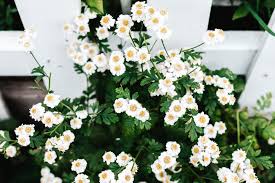 Spring flowering shrubs will lose flowers for current year if pruned in winter. 10 Great Shrubs That Bloom With White Flowers