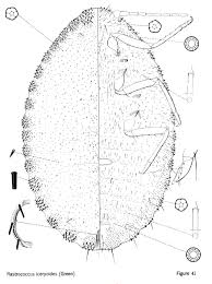Image result for Lecaniodiscus fraxinifolius