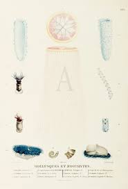 Image result for Cuviera