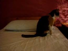 Recently i saw her scoot her bottom on the carpet, and knew that was a sign i had heard of. Cat Drags Butt Youtube