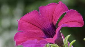 Petunien oder garten petunie petunia erbluhen lassen und. Petunien Pflege Aussaat Und Ruckschnitt Im Sommer Utopia De
