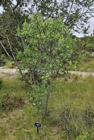 Image result for Toddalia crenulata