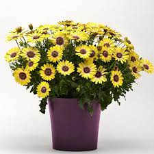 Blue Eyed Beauty Osteospermum