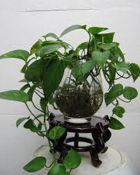 Moreover, aspirin helps in elongating the life of the flowers and refrains a plant from releasing a hormone that can cause death after cutting. Can Aspirin Be Used To Grow Flowers Does Aspirin Grow Well Sihai Network Amp