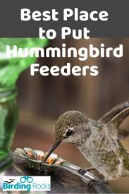 Bird Doesn T Care About Being Eaten Best Place To Put Hummingbird Feeders In 2020 Humming Bird Feeders Hummingbird Hummingbird Nectar